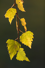 Image showing beautiful autumn yellow birch leaves