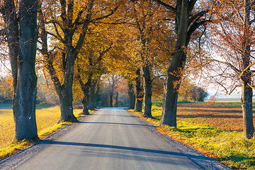 Image showing fall colored trees on alley in autumn