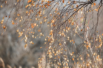 Image showing beautiful autumn yellow birch leaves