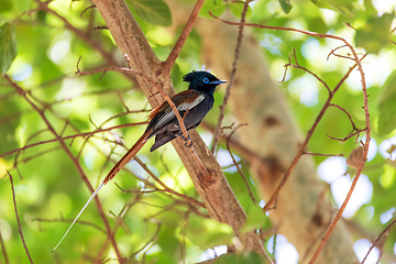 Image showing beautiful colored small bird African Paradise Flycatcher