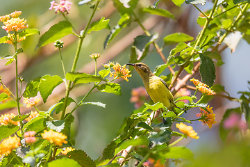 Image showing Olive-backed Sunbird with flower, Ethiopia wildlife