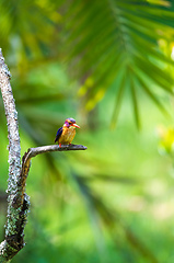 Image showing bird African pygmy kingfisher, Ethiopia Africa wildlife