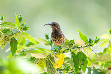 Image showing Tacazze Sunbird perched on tree Ethiopia wildlife