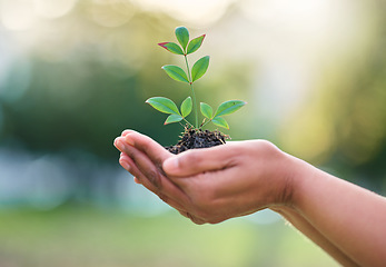 Image showing Earth day, nature plant and hands of woman with new tree life, green leaf or support agriculture sustainability growth. Fertilizer soil, dirt or environment charity volunteer with sustainable sapling