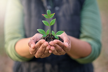 Image showing Earth day, nature plant or hands of person with new tree life, green leaf or support agriculture sustainability growth. Fertilizer soil, dirt or environment charity volunteer with sustainable sapling