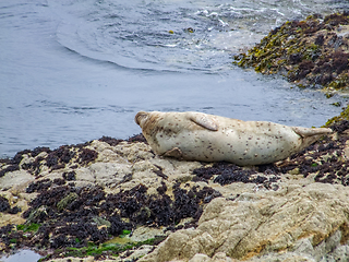 Image showing seal in California