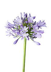 Image showing Agapanthus blue on white background