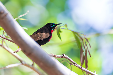 Image showing Scarlet-chested sunbird, Chalcomitra senegalensis, Ethiopia