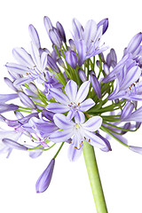 Image showing Agapanthus - African Lily