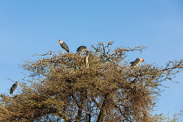 Image showing The marabou stork Ethiopia Africa wildlife