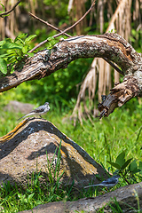 Image showing bird mountain wagtail Ethiopia Africa wildlife