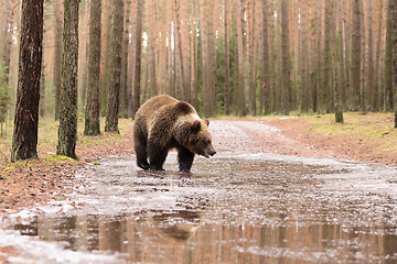 Image showing brown bear in winter forest, European wildlife