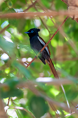 Image showing beautiful colored small bird African Paradise Flycatcher