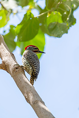 Image showing bird Nubian woodpecker Ethiopia Africa safari wildlife