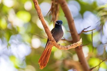 Image showing beautiful colored small bird African Paradise Flycatcher