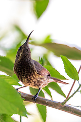 Image showing Tacazze Sunbird perched on tree Ethiopia wildlife