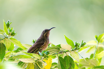 Image showing Tacazze Sunbird perched on tree Ethiopia wildlife