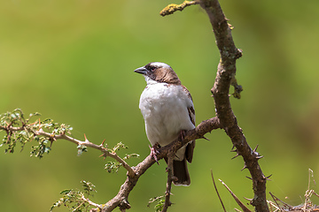 Image showing White-browed sparrow-weaver, Ethiopia wildlife