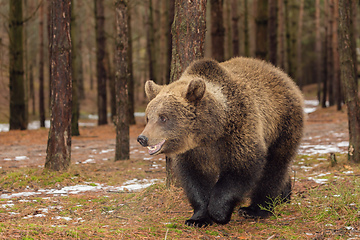 Image showing brown bear in winter forest, European wildlife