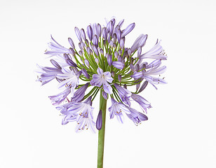 Image showing Agapanthus 