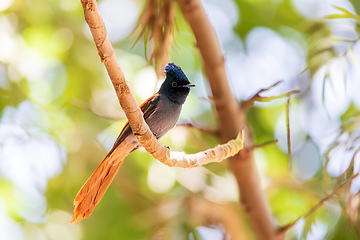 Image showing beautiful colored small bird African Paradise Flycatcher