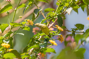 Image showing Olive-backed Sunbird with flower, Ethiopia wildlife