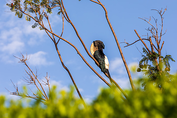 Image showing bird, Silvery-cheeked Hornbill, Ethiopia wildlife