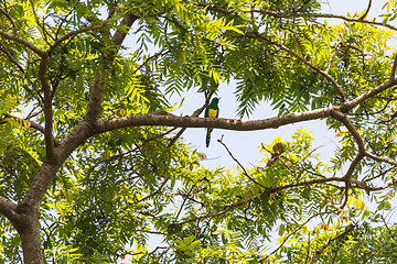 Image showing bird African Emerald Cuckoo, Ethiopia wildlife