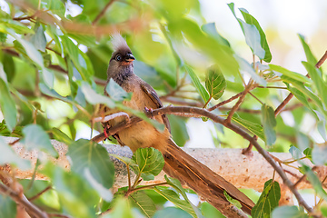 Image showing Speckled mousebird, Ethiopia wildlife