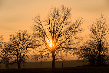 Image showing sunset over silhouette of tree, fall season