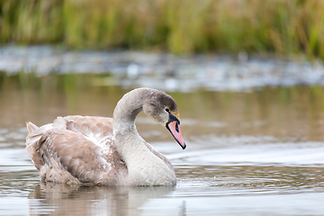 Image showing young mute swan morning at the pond