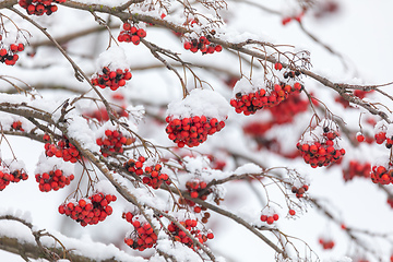 Image showing Red Berries on rowan tree covered by snow