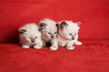 Image showing Three Little Kittens