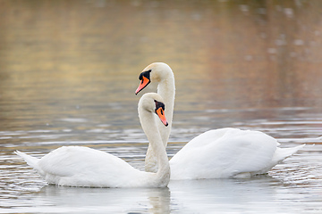 Image showing Couple Of Swans Forming Heart on pond