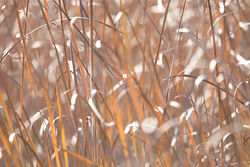 Image showing orange reeds blowing in the wind