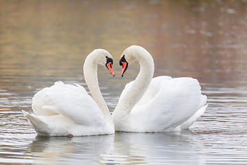 Image showing Couple Of Swans Forming Heart on pond