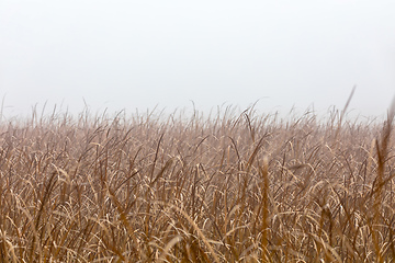 Image showing orange reeds blowing in the wind