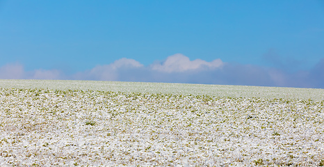 Image showing Winter minimalist landscape with snowy field