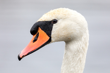 Image showing close up of a white swan