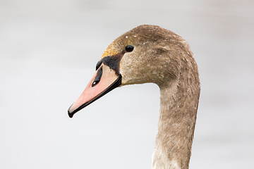 Image showing young mute swan morning at the pond