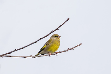 Image showing European greenfinch - Carduelis chloris