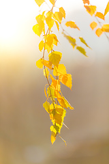 Image showing beautiful autumn yellow birch leaves background