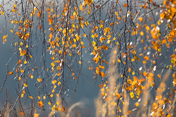 Image showing beautiful autumn yellow birch leaves background