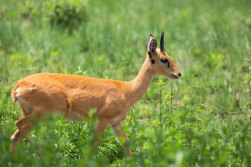 Image showing Cute Oribi antelope Ethiopia, Africa wildlife