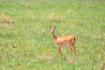 Image showing Cute Oribi antelope Ethiopia, Africa wildlife