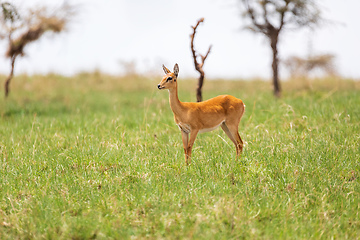 Image showing Cute Oribi antelope Ethiopia, Africa wildlife