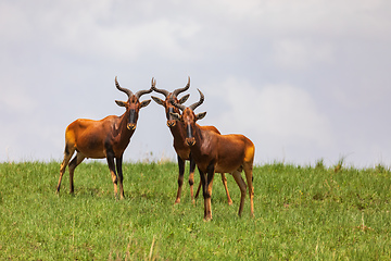 Image showing Swayne\'s Hartebeest antelope, Ethiopia wildlife
