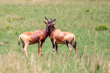 Image showing Swayne\'s Hartebeest antelope, Ethiopia wildlife