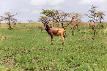 Image showing Swayne\'s Hartebeest antelope, Ethiopia wildlife