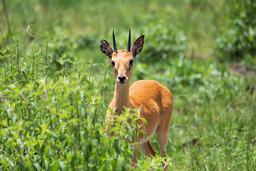 Image showing Cute Oribi antelope Ethiopia, Africa wildlife